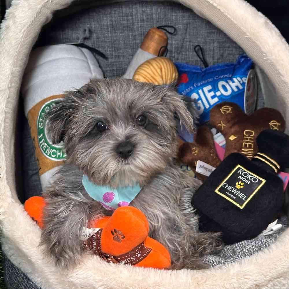 carousel pet images