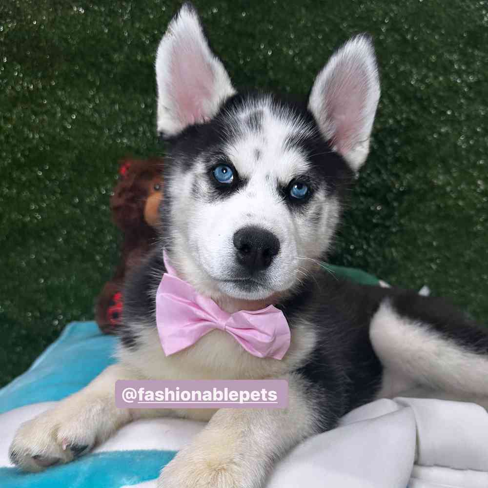 carousel pet images