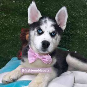Siberian Husky