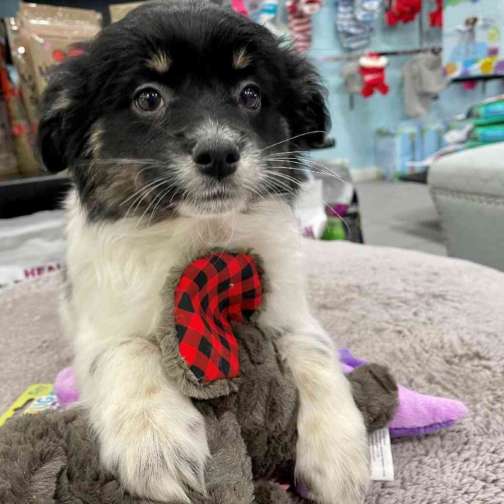 carousel pet images