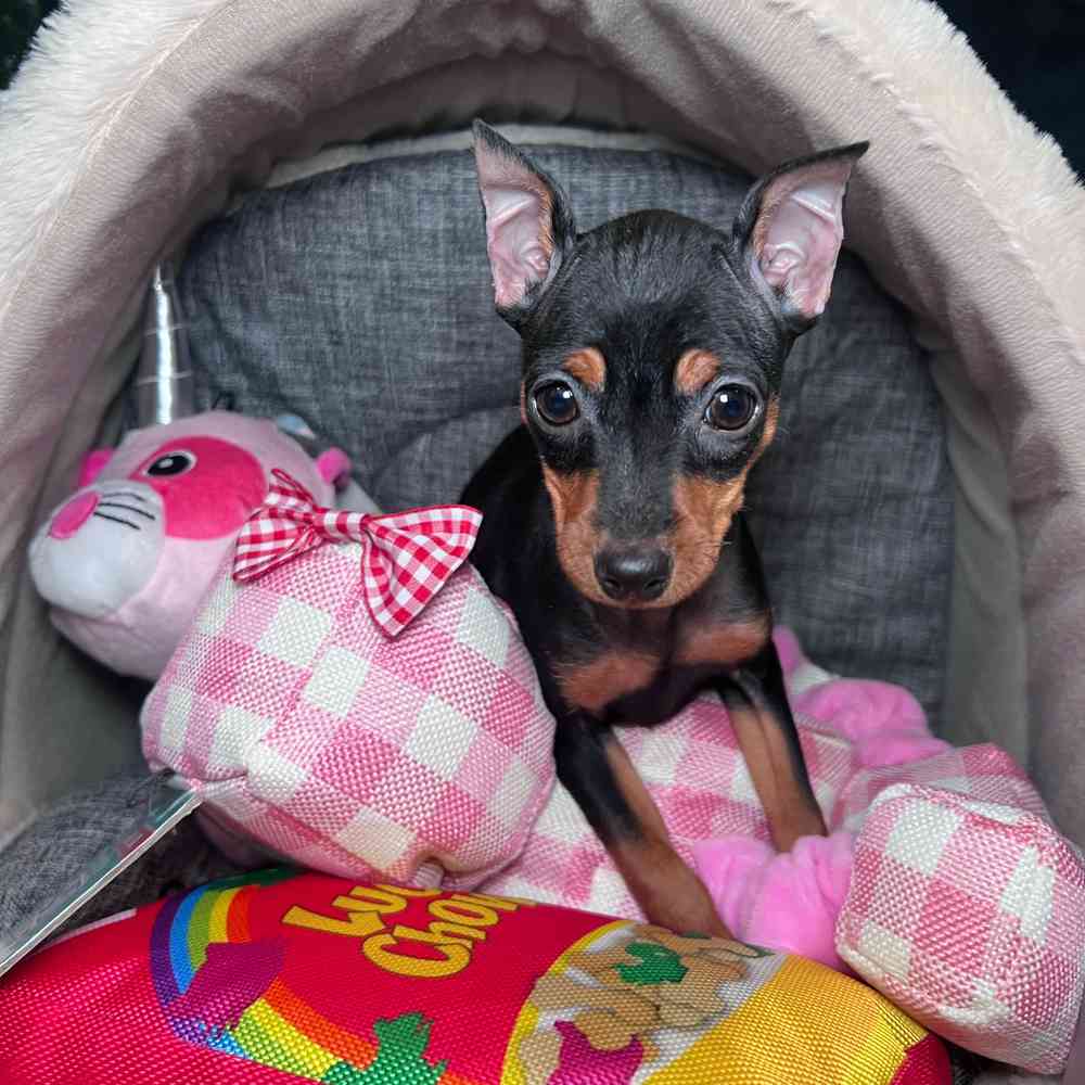 carousel pet images