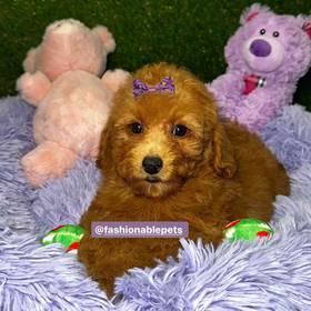 Cavapoo