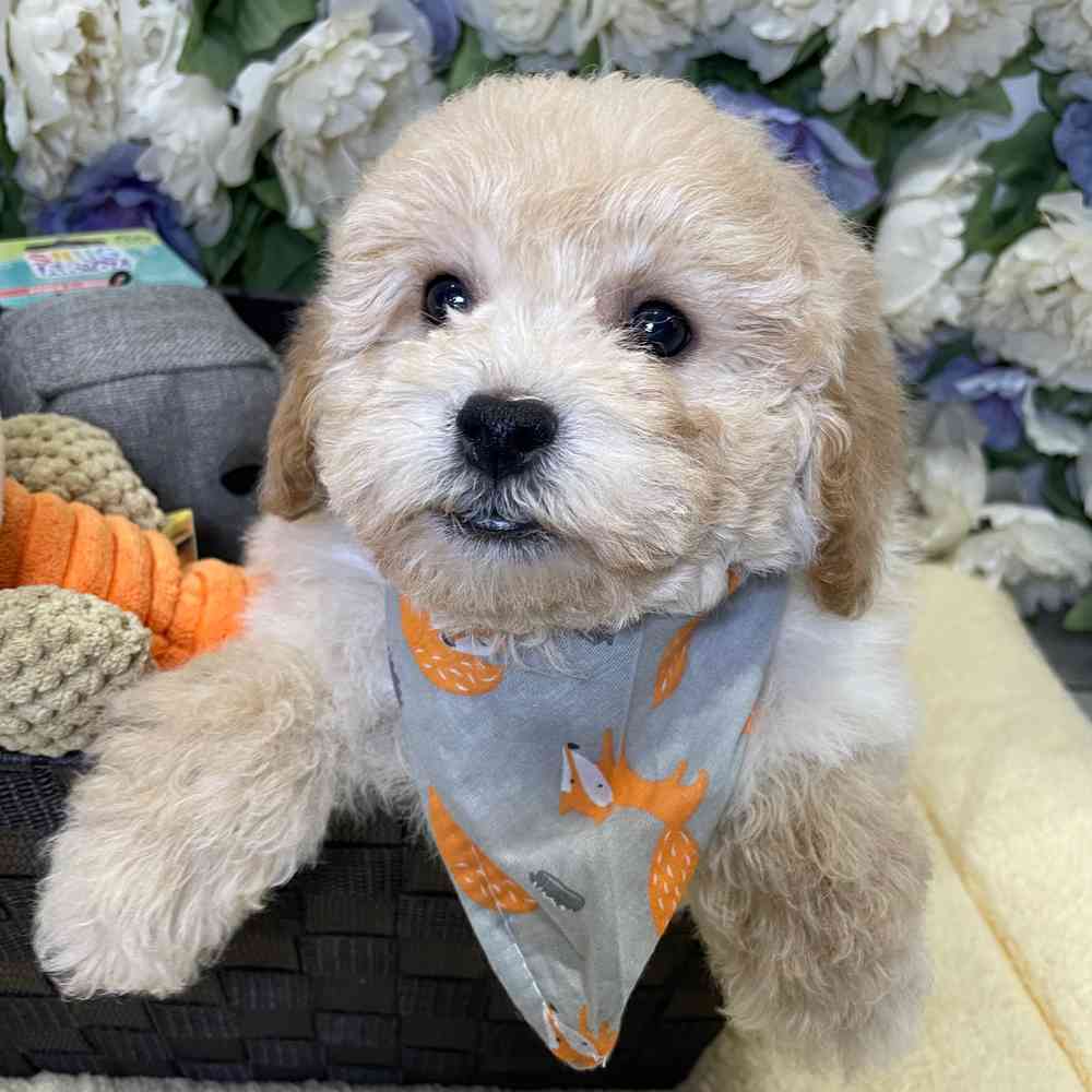 carousel pet images
