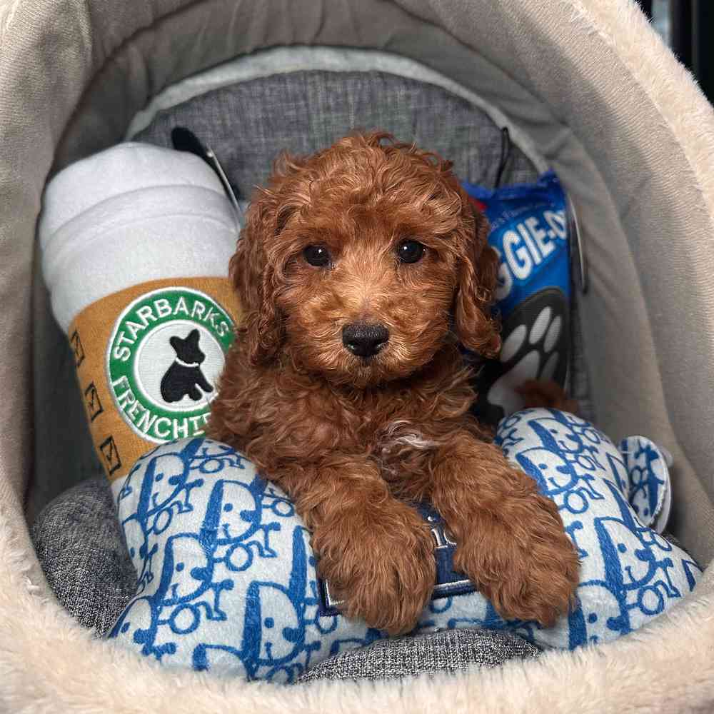 carousel pet images