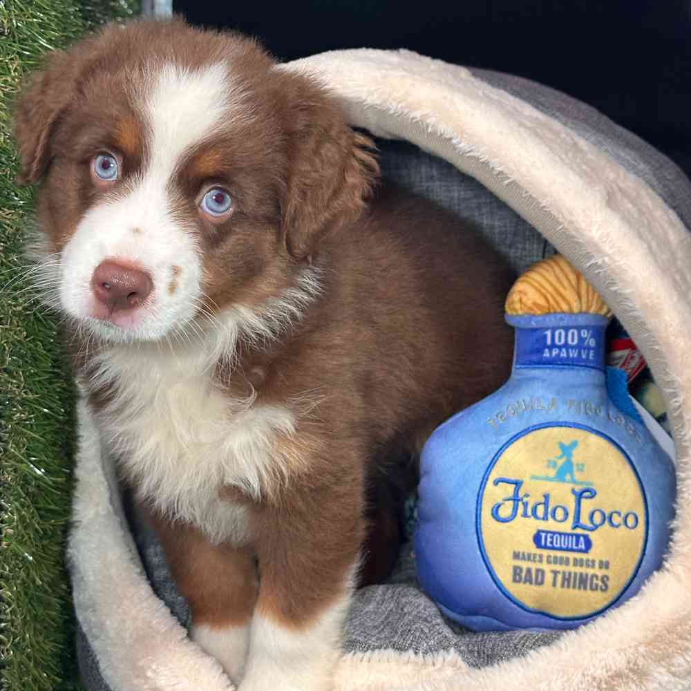 carousel pet images