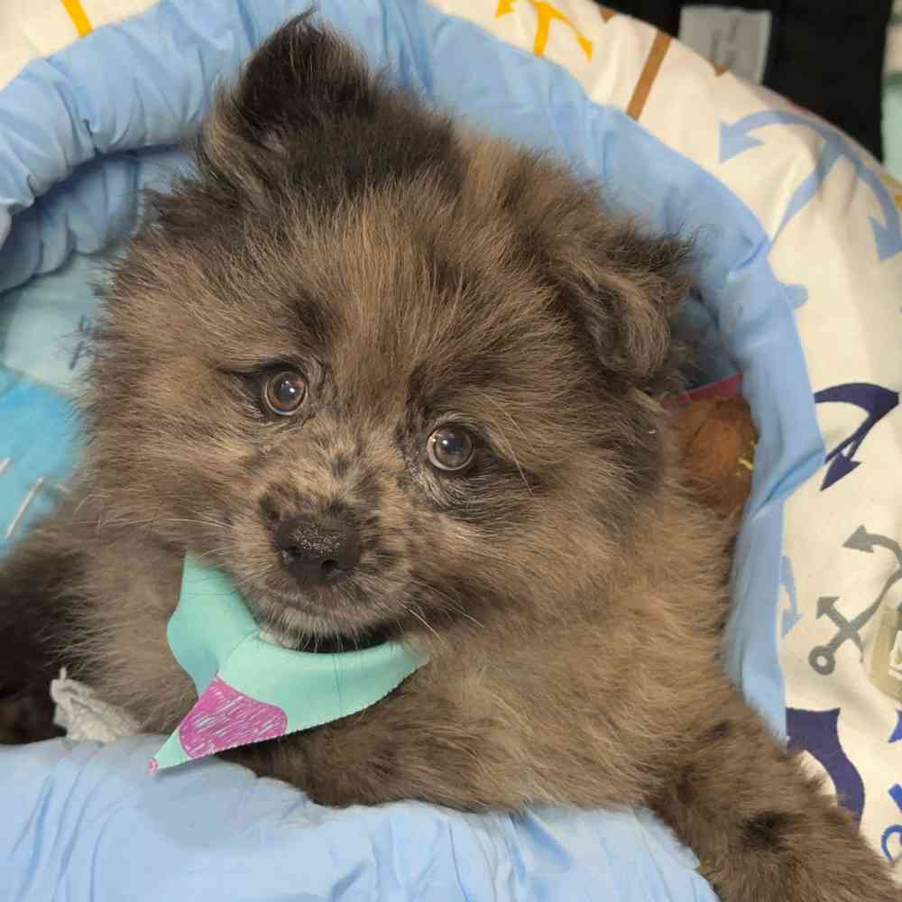 carousel pet images