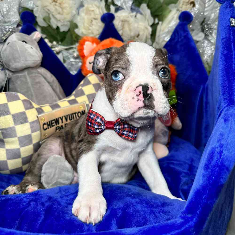carousel pet images