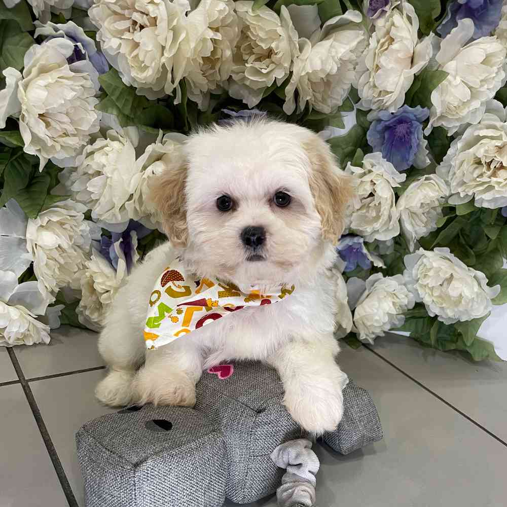carousel pet images