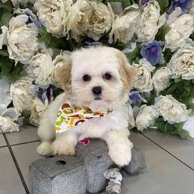 Shipoo