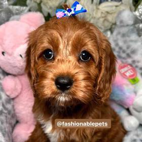 Cavapoo