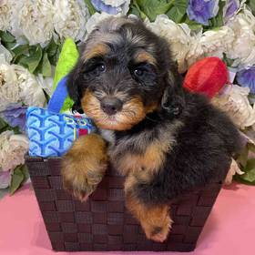 Aussiedoodle