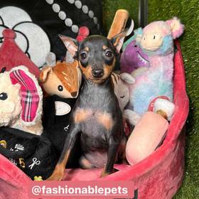 Miniature Pinscher
