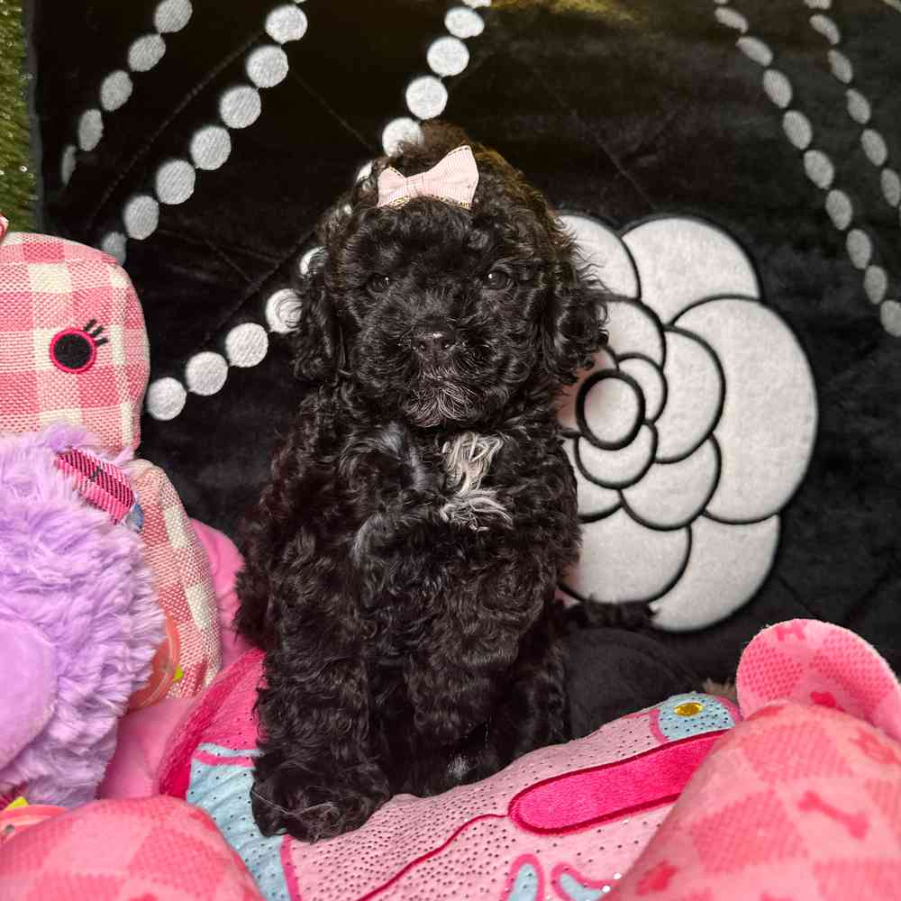 pet breed image
