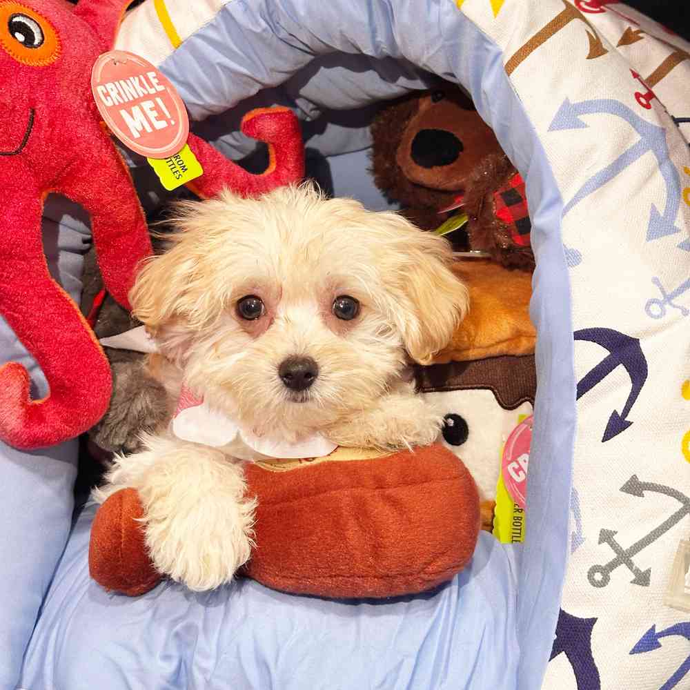 pet breed image