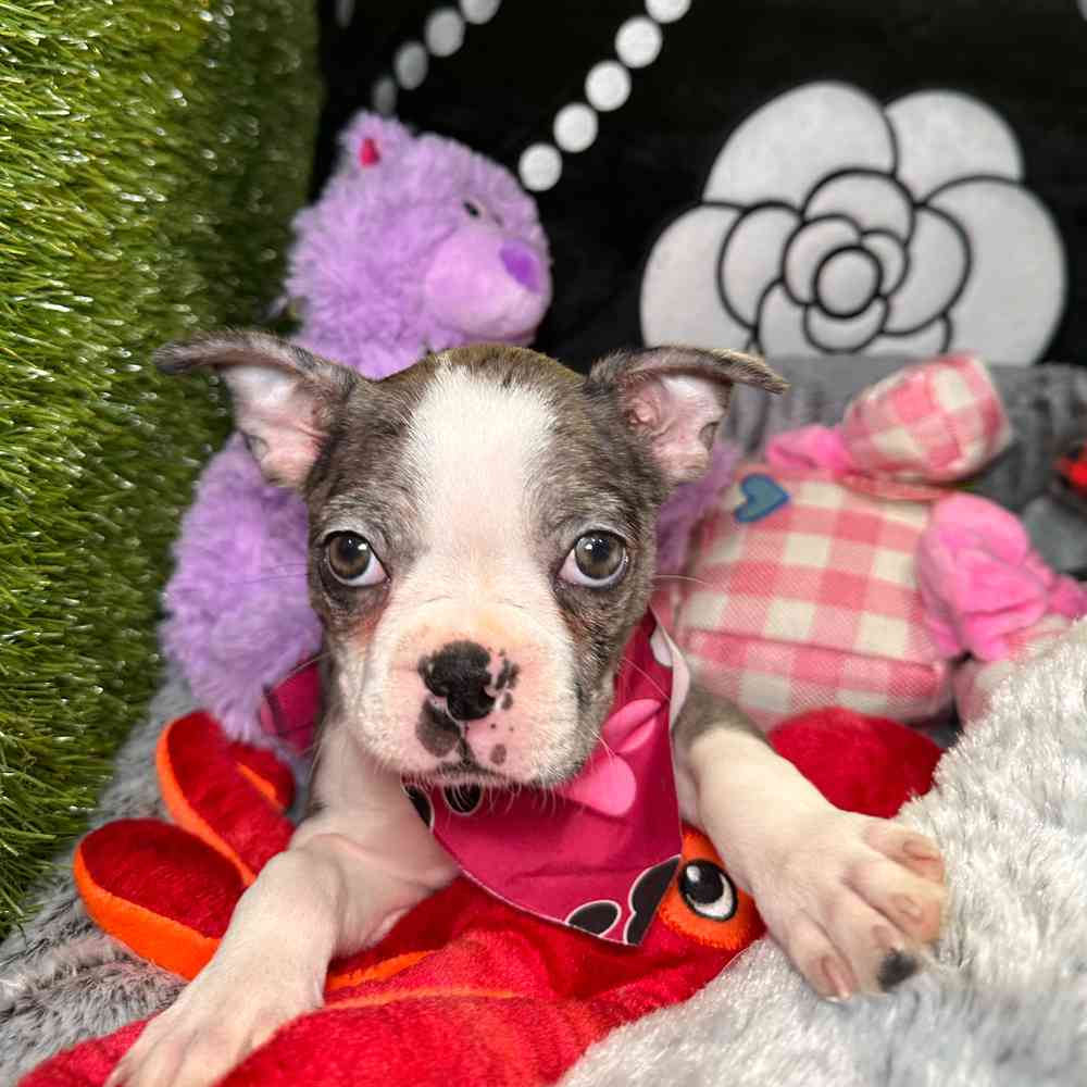 carousel pet images