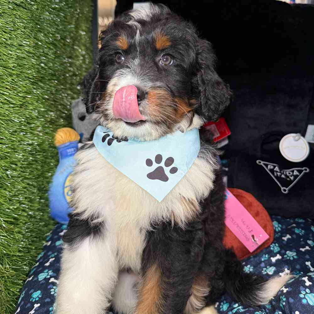 carousel pet images