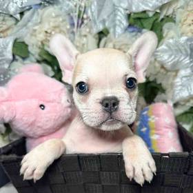 French Bulldog