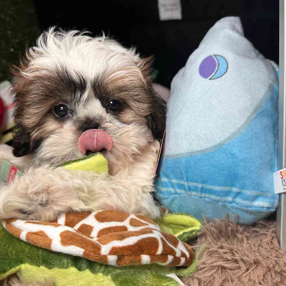 carousel pet images