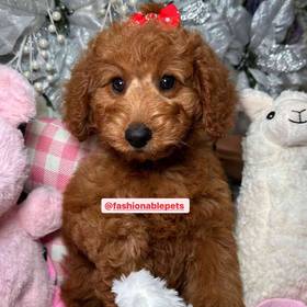 Mini Goldendoodle