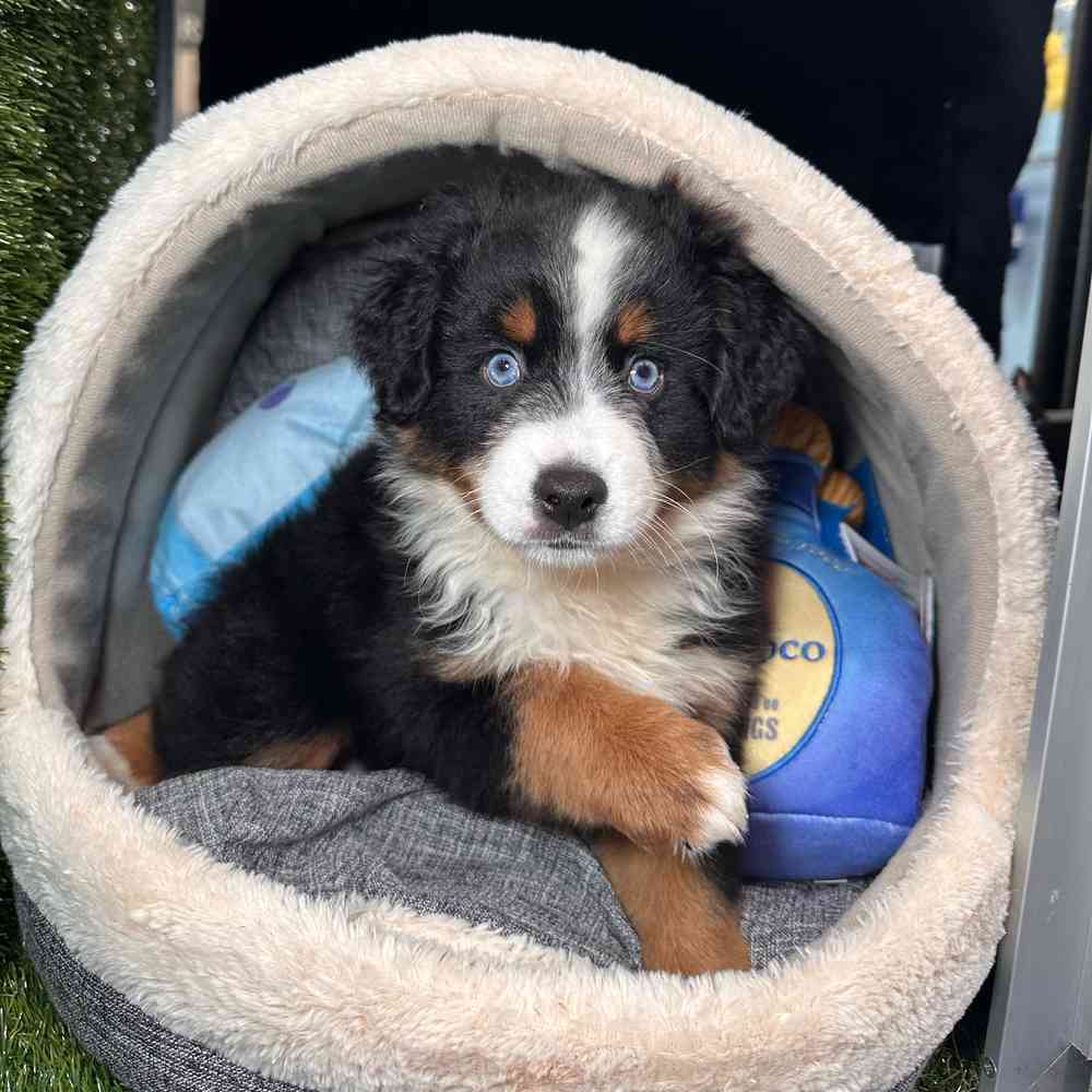 carousel pet images