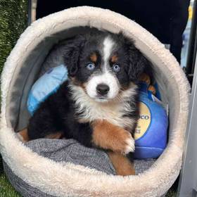 Mini Aussie