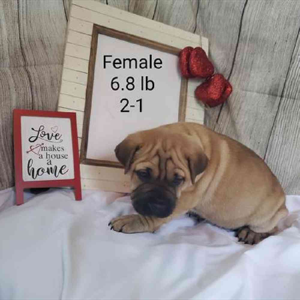 carousel pet images