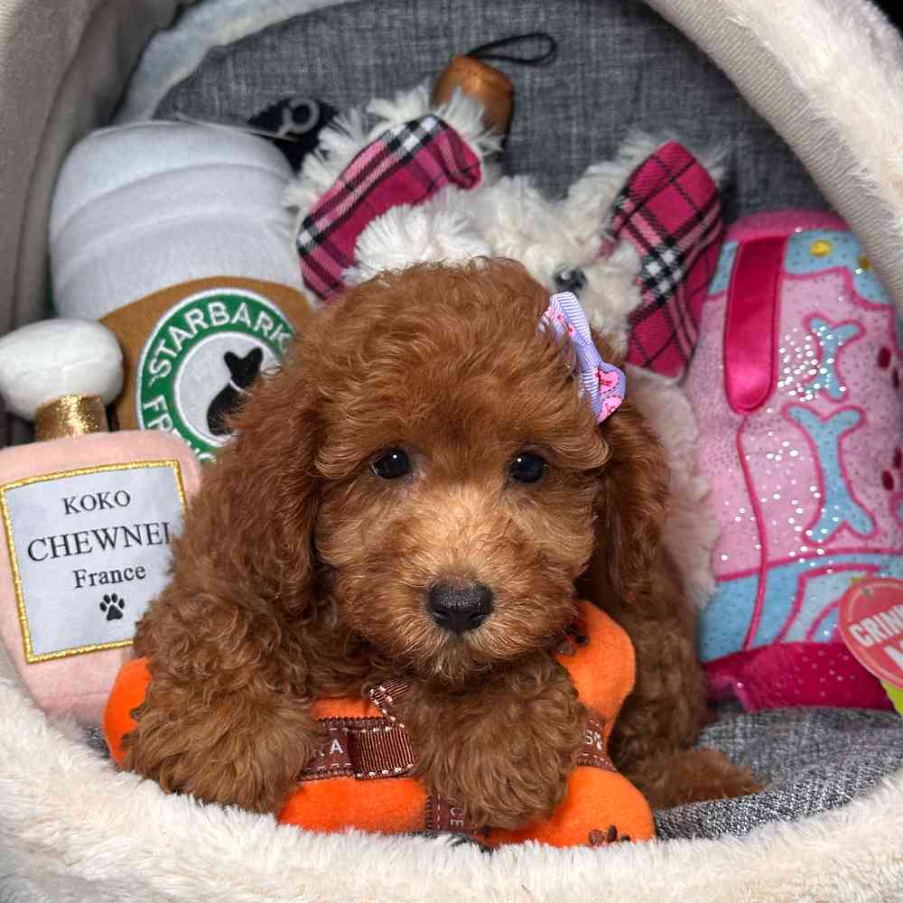 pet breed image