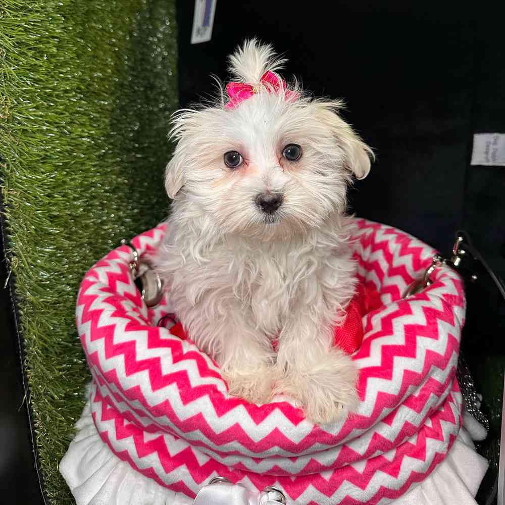 carousel pet images