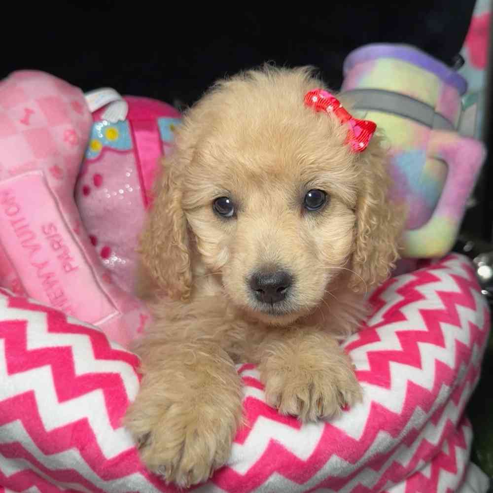 carousel pet images