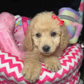 Mini Goldendoodle 2nd Gen