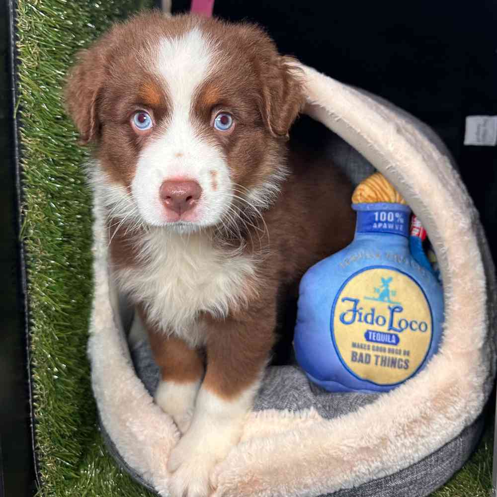 carousel pet images