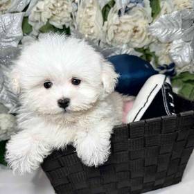 Maltipoo