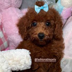 Poodle Toy