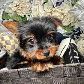 Yorkshire Terrier