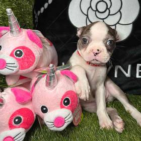 Boston Terrier