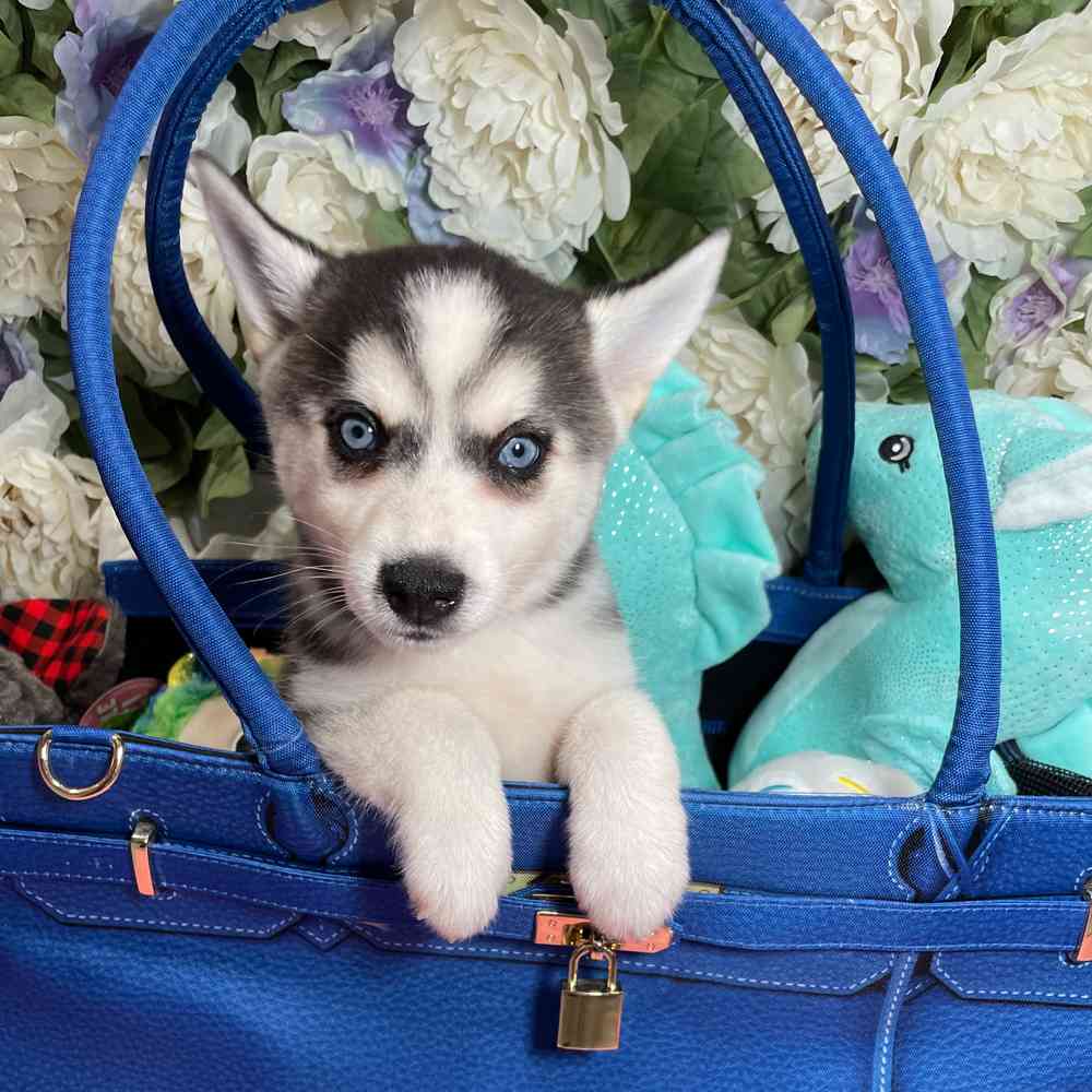 carousel pet images