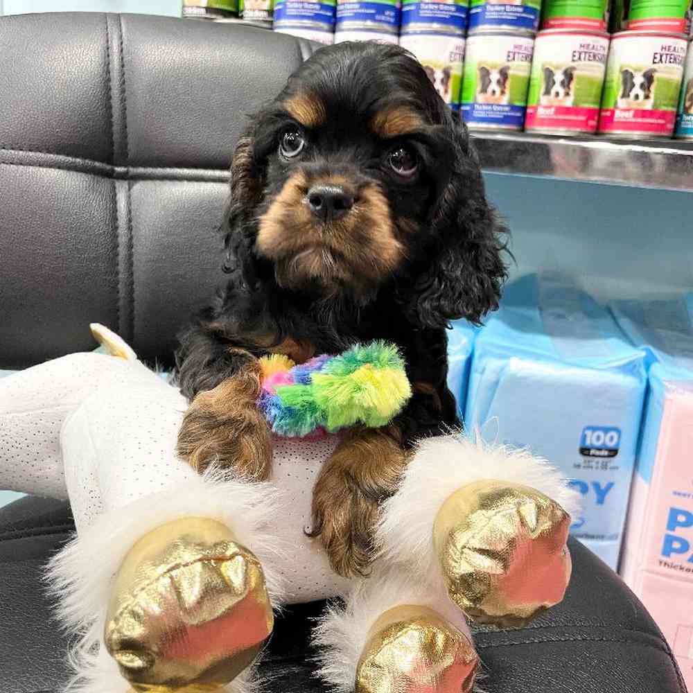 carousel pet images