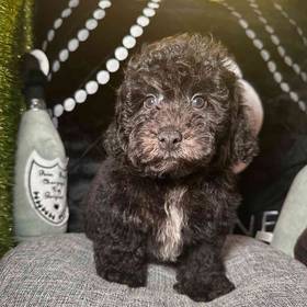 Mini Poodle