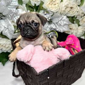 Pug