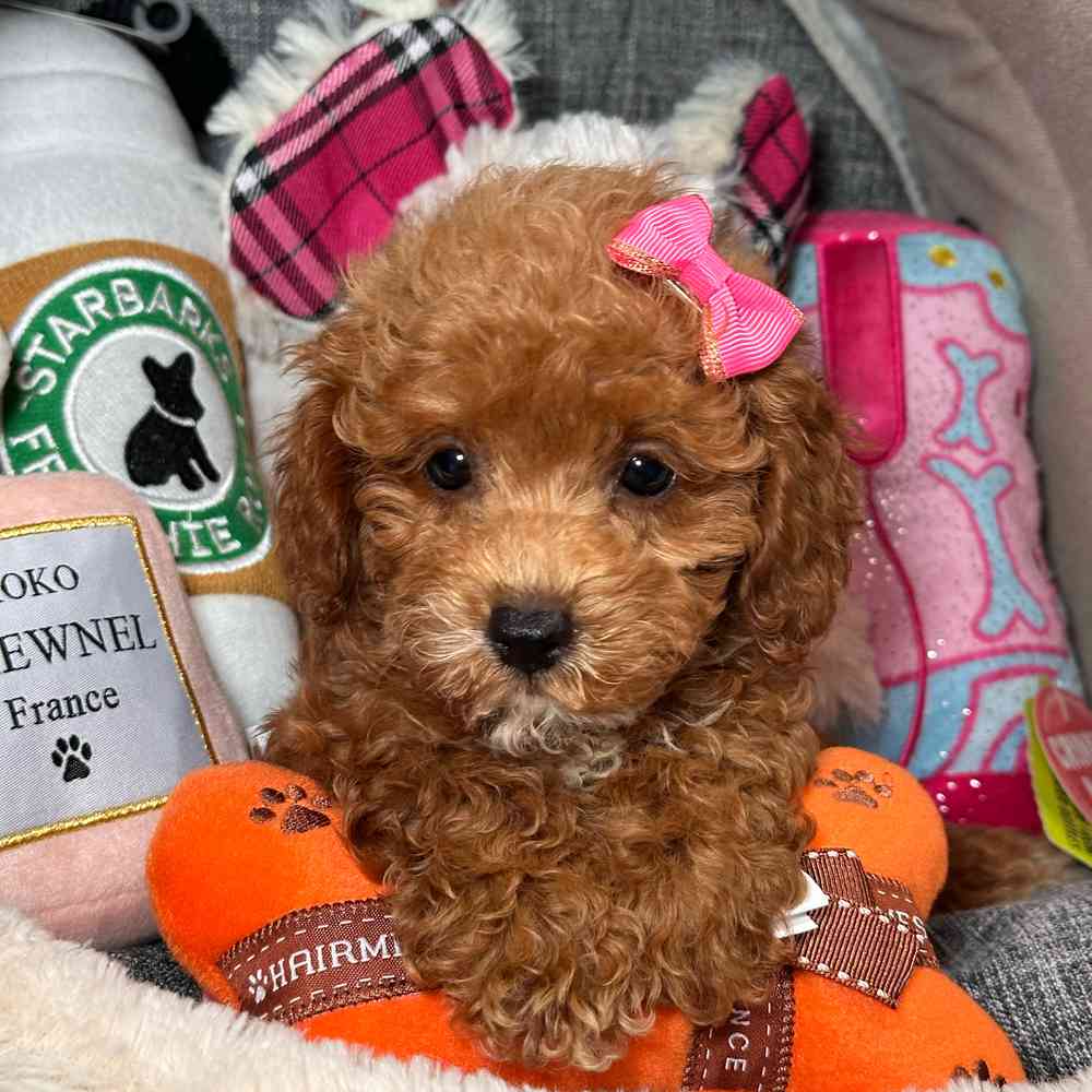 carousel pet images