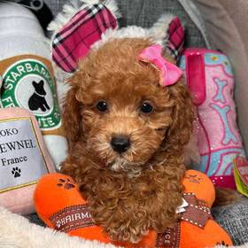 Poodle