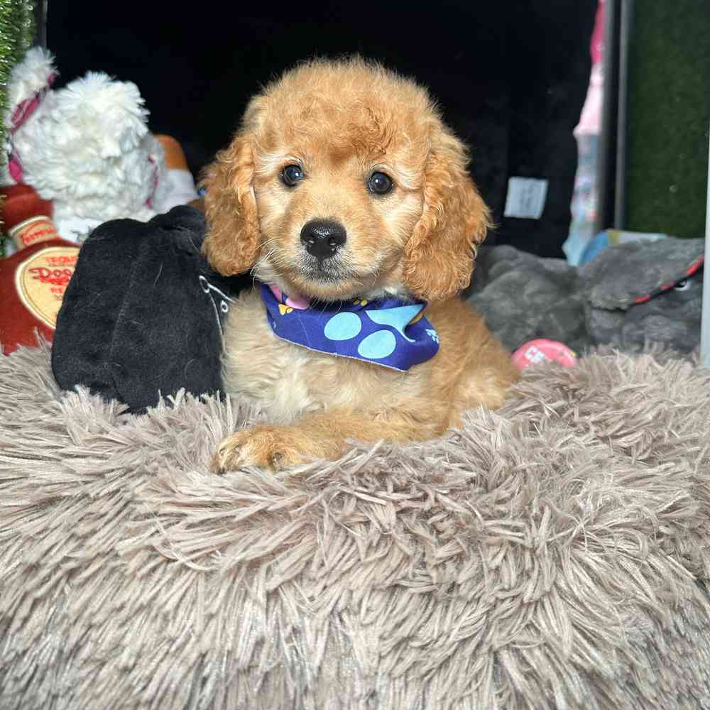 carousel pet images