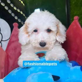 Poodle Toy