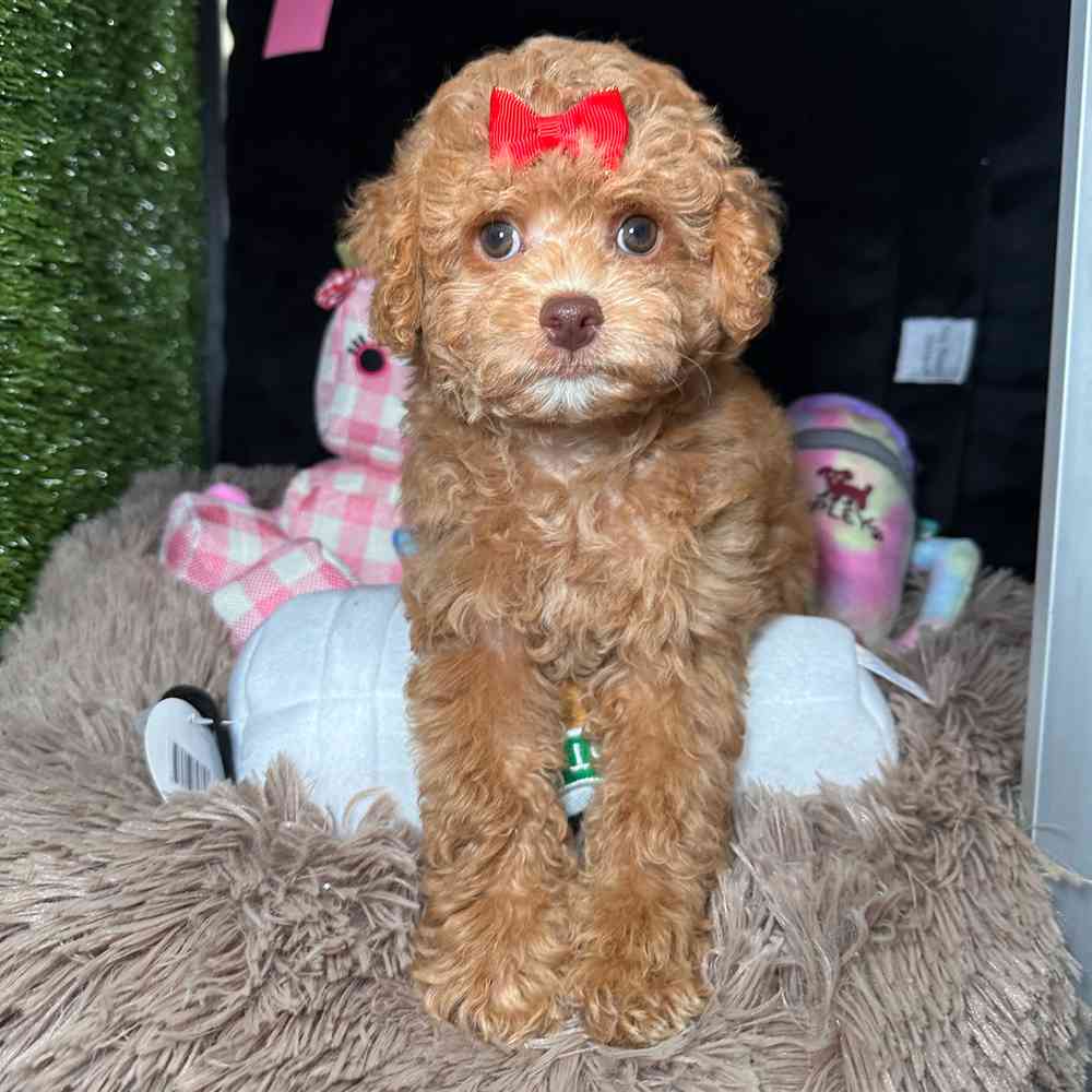 Image of a pet breed in the gallery