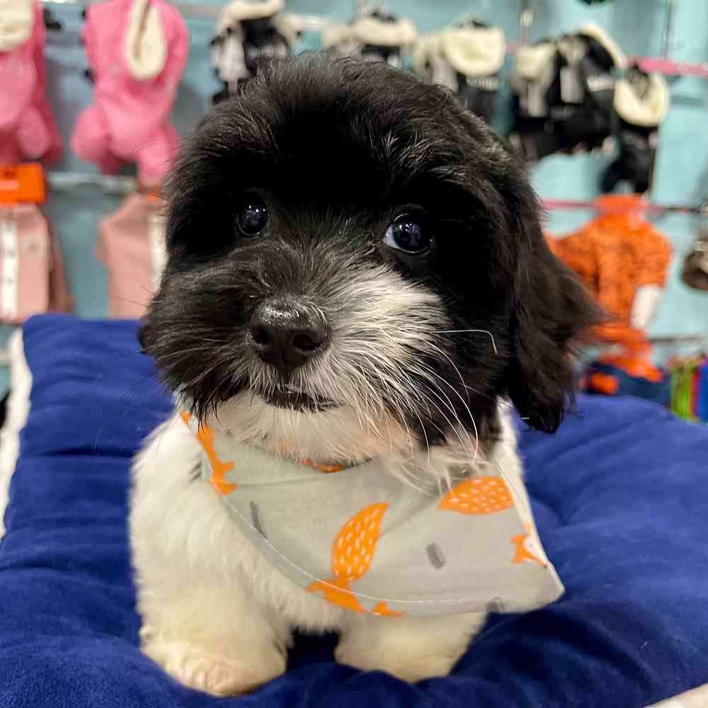 carousel pet images
