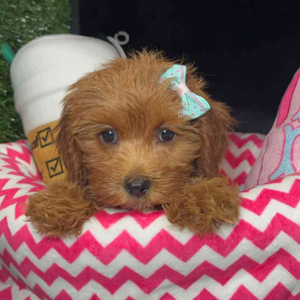 pet breed image