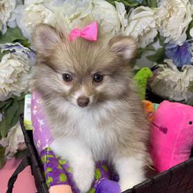 Pomeranian