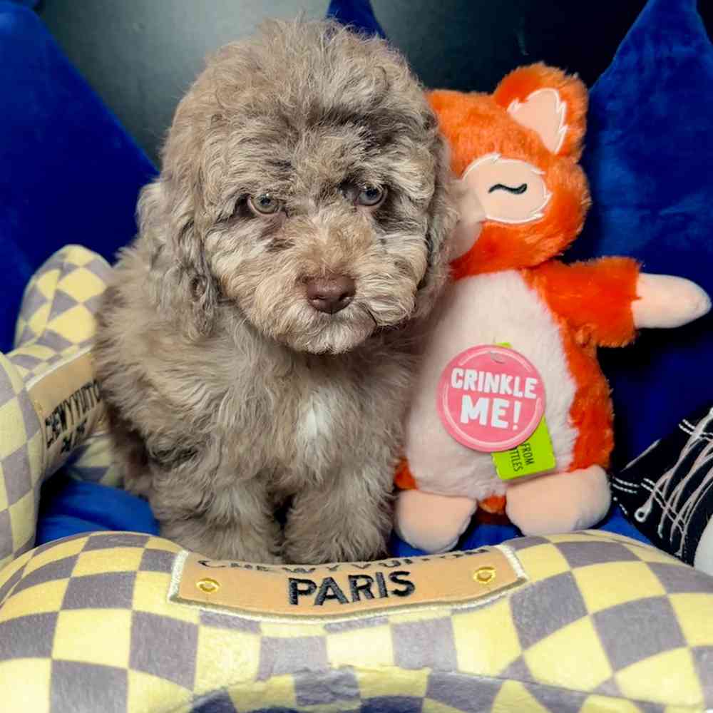 carousel pet images