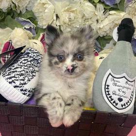 Pomeranian