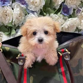 Maltipoo